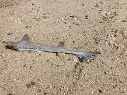 Image result for Tetronarce nobiliana