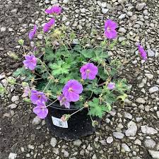 Image result for Geranium `Purple Haze`
