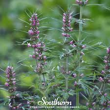 Image result for Leonurus cardiaca