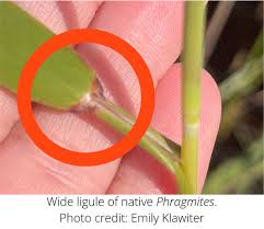 Attēlu rezultāti vaicājumam “Phragmites communis leaf”