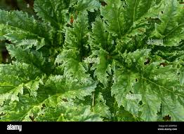 Attēlu rezultāti vaicājumam “Heracleum sosnowskyi leaf”