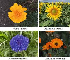 Attēlu rezultāti vaicājumam “Asteraceae”