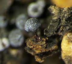 Attēlu rezultāti vaicājumam “Physarum leucophaeum macro”