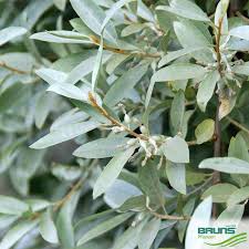 Attēlu rezultāti vaicājumam “Elaeagnus commutata”