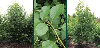 Attēlu rezultāti vaicājumam “Alnus incana”