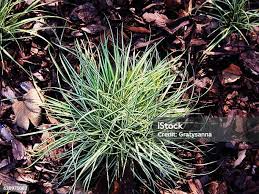 Attēlu rezultāti vaicājumam “Carex ornithopoda leaf”