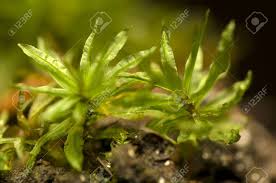 Attēlu rezultāti vaicājumam “Atrichum undulatum”