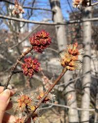 Attēlu rezultāti vaicājumam “Acer saccharinum flower”