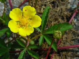 Attēlu rezultāti vaicājumam “Potentilla reptans”