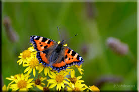 Attēlu rezultāti vaicājumam “Aglais urticae underside”