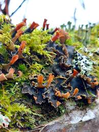 Attēlu rezultāti vaicājumam “Peltigera polydactylon”