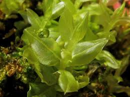 Attēlu rezultāti vaicājumam “Plagiomnium medium”