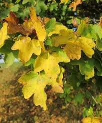 Attēlu rezultāti vaicājumam “Acer campestre leaf”