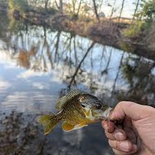 Image result for The Lancaster Fish