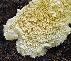 Attēlu rezultāti vaicājumam “Irpex lacteus”