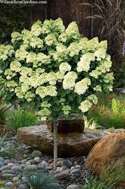 Attēlu rezultāti vaicājumam “Hydrangea”