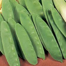 Attēlu rezultāti vaicājumam “Pisum sativum fruit”