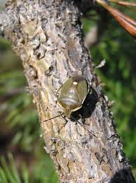 Attēlu rezultāti vaicājumam “Chlorochroa juniperina”