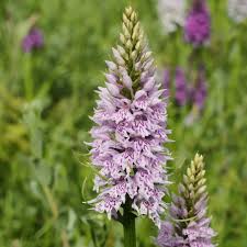 Attēlu rezultāti vaicājumam “Dactylorhiza fuchsii”