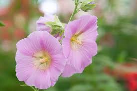Image result for Alcea rosea