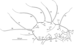 Attēlu rezultāti vaicājumam “Belbodamaeus sp.”