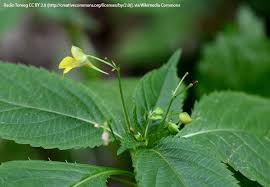 Attēlu rezultāti vaicājumam “Impatiens parviflora leaf”