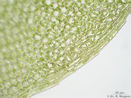 Attēlu rezultāti vaicājumam “Plagiomnium ellipticum”