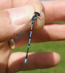Attēlu rezultāti vaicājumam “Coenagrion pulchellum male”