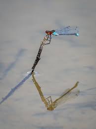 Attēlu rezultāti vaicājumam “Stemonitopsis typhina young”