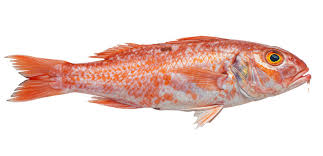 Image result for Mullus surmuletus