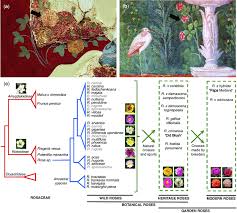 Attēlu rezultāti vaicājumam “Rosaceae”
