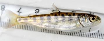 Image result for Oncorhynchus tshawytscha