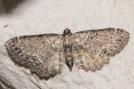 Attēlu rezultāti vaicājumam “Anticollix sparsata”