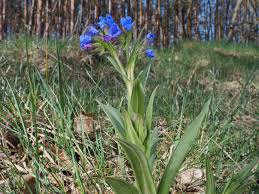 Attēlu rezultāti vaicājumam “Pulmonaria angustifolia”