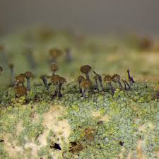 Attēlu rezultāti vaicājumam “Chaenotheca trichialis”