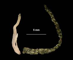 Attēlu rezultāti vaicājumam “Amaurochaete fusiformis macro”