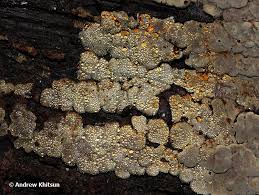 Attēlu rezultāti vaicājumam “Xylobolus frustulatus”