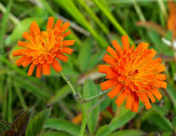 Attēlu rezultāti vaicājumam “Pilosella aurantiaca flower”