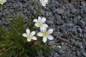 Attēlu rezultāti vaicājumam “Arenaria procera”