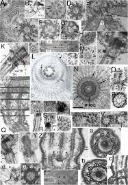 Attēlu rezultāti vaicājumam “Symphytocarpus impexus young”