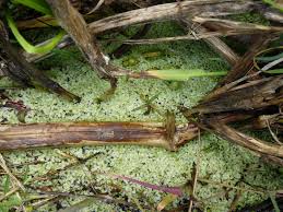 Attēlu rezultāti vaicājumam “Lemnaceae”