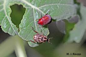 Attēlu rezultāti vaicājumam “Malachidae”