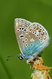 Attēlu rezultāti vaicājumam “Polyommatinae”