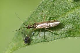 Attēlu rezultāti vaicājumam “Dicyphus sp.”