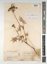 Attēlu rezultāti vaicājumam “Conioselinum tataricum”