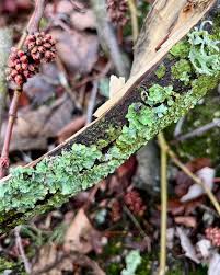 Attēlu rezultāti vaicājumam “Tuckermannopsis chlorophylla”