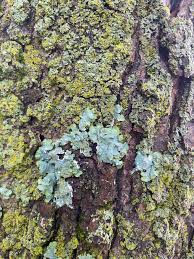 Attēlu rezultāti vaicājumam “Physconia detersa”