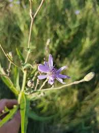 Attēlu rezultāti vaicājumam “Lactuca tatarica flower”