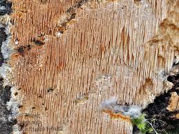 Attēlu rezultāti vaicājumam “Dentipellis fragilis”