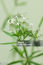 Attēlu rezultāti vaicājumam “Galium album”